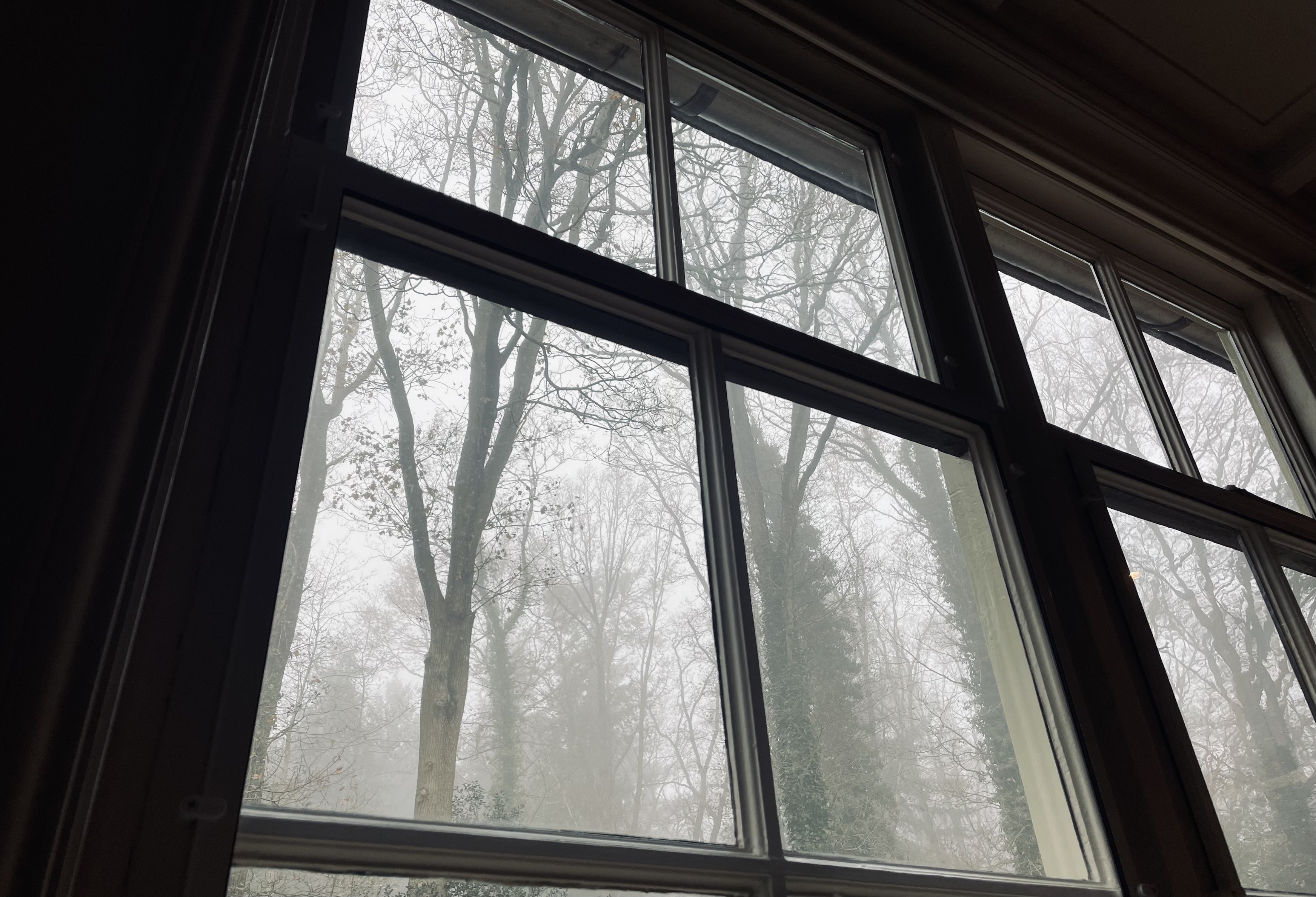 Picture through an old window from inside looking at tall trees through utterly cinematic fog.
